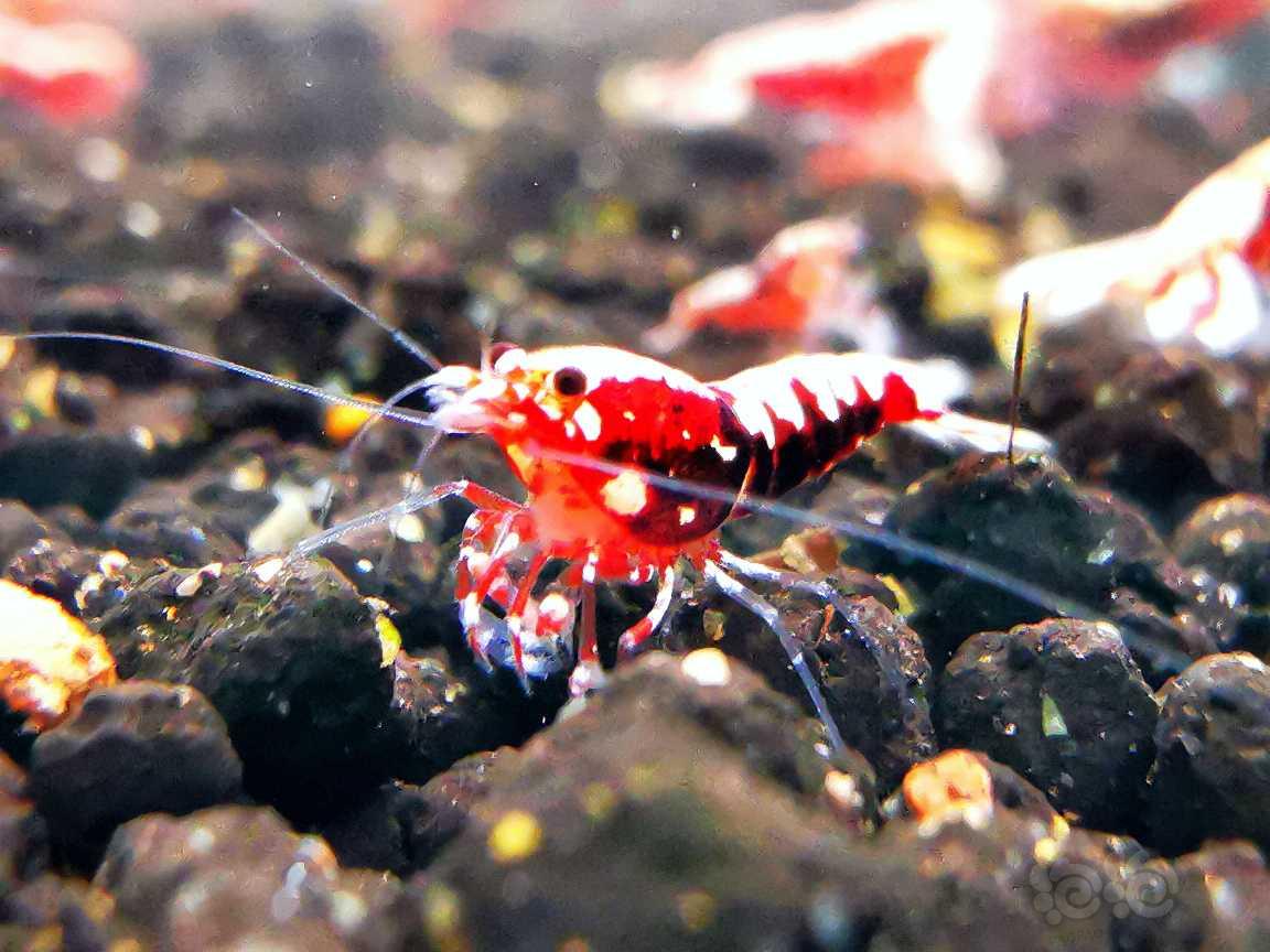 【虾】2022-06-21#RMB拍卖#红银河水晶虾8只-图8