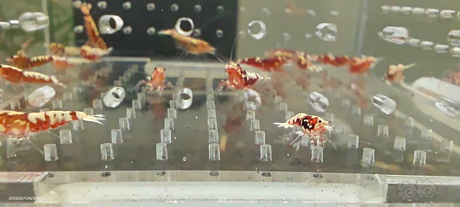 【水晶虾】淘汰红银河-图1