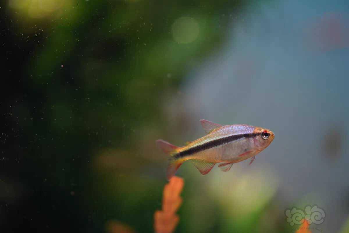 【灯科鱼】皇室青魔鬼灯鱼-图2