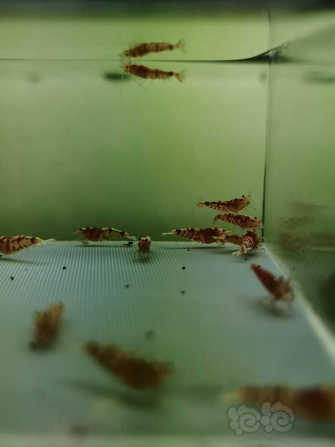 【虾】2022-6-1#RMB拍卖红花虎水晶虾20只-图3