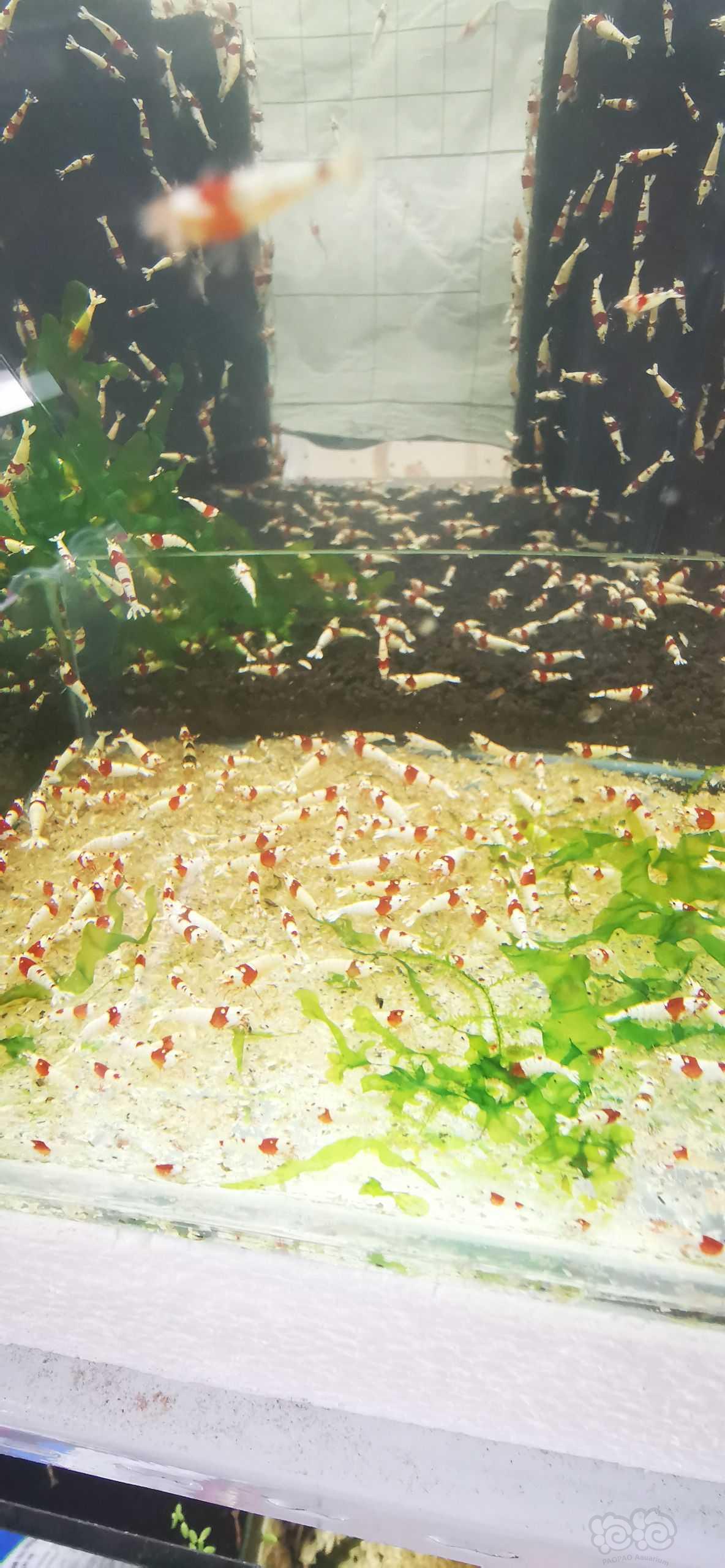 【水晶虾】今日出三组红白纯血苗子，包邮，包损-图7