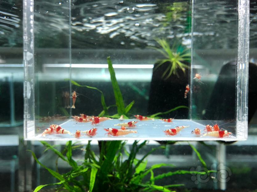 【水晶虾】出售纯血红白苗子-图1