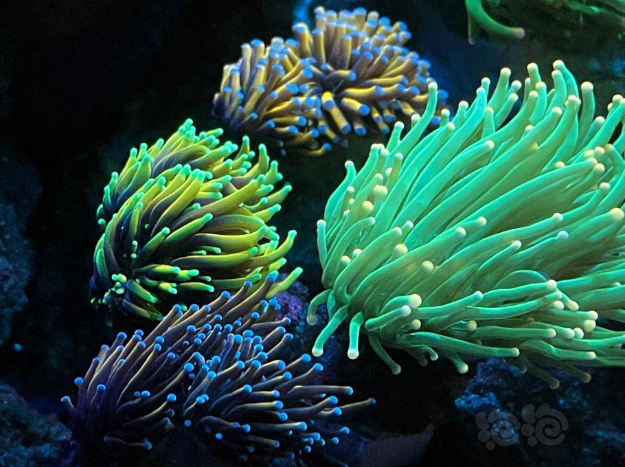 大型息肉石珊瑚通常耐寒,对于新手很友好,如果您想扩大珊瑚缸中的珊瑚