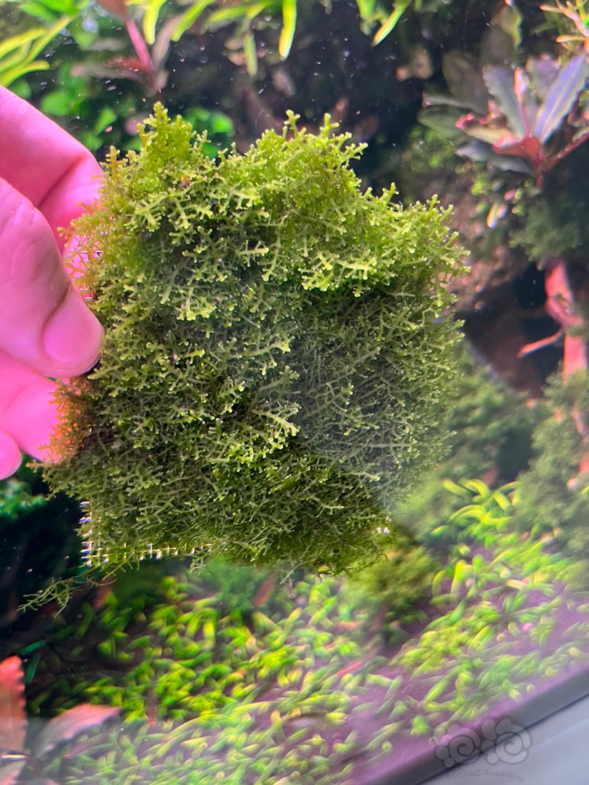 出珊瑚moss-图2