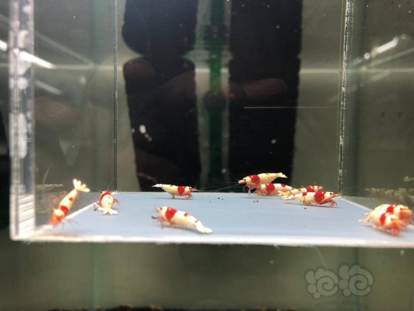 【虾】2022-6-21#RMB红白水晶母虾一份10只。-图5