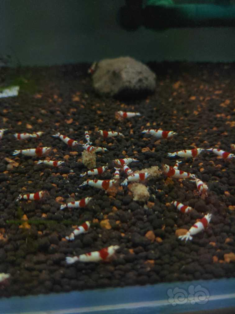 【水晶虾】出红白水晶虾-图3