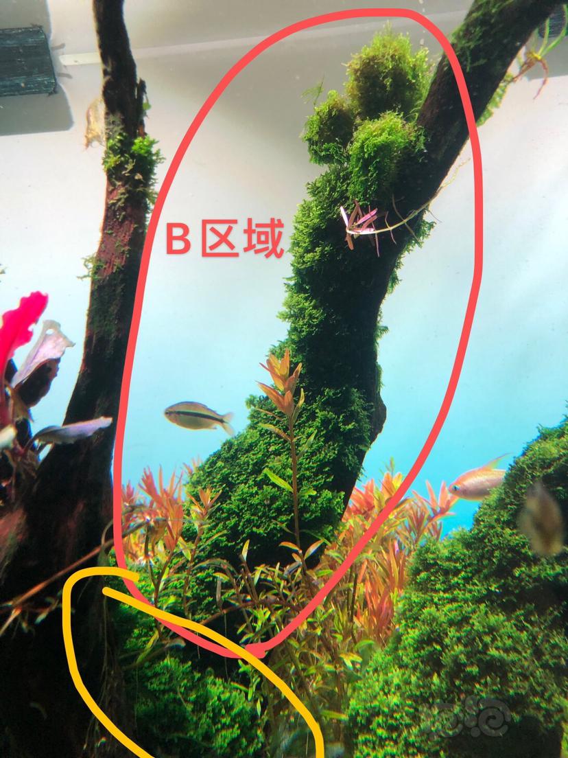 慢出辣椒榕、珊瑚莫斯，泡沫箱+冰袋广东惠州发货，捡漏勿扰-图6