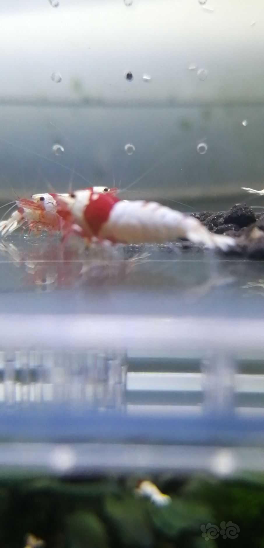 【水晶虾】纯血红白水晶虾-图3