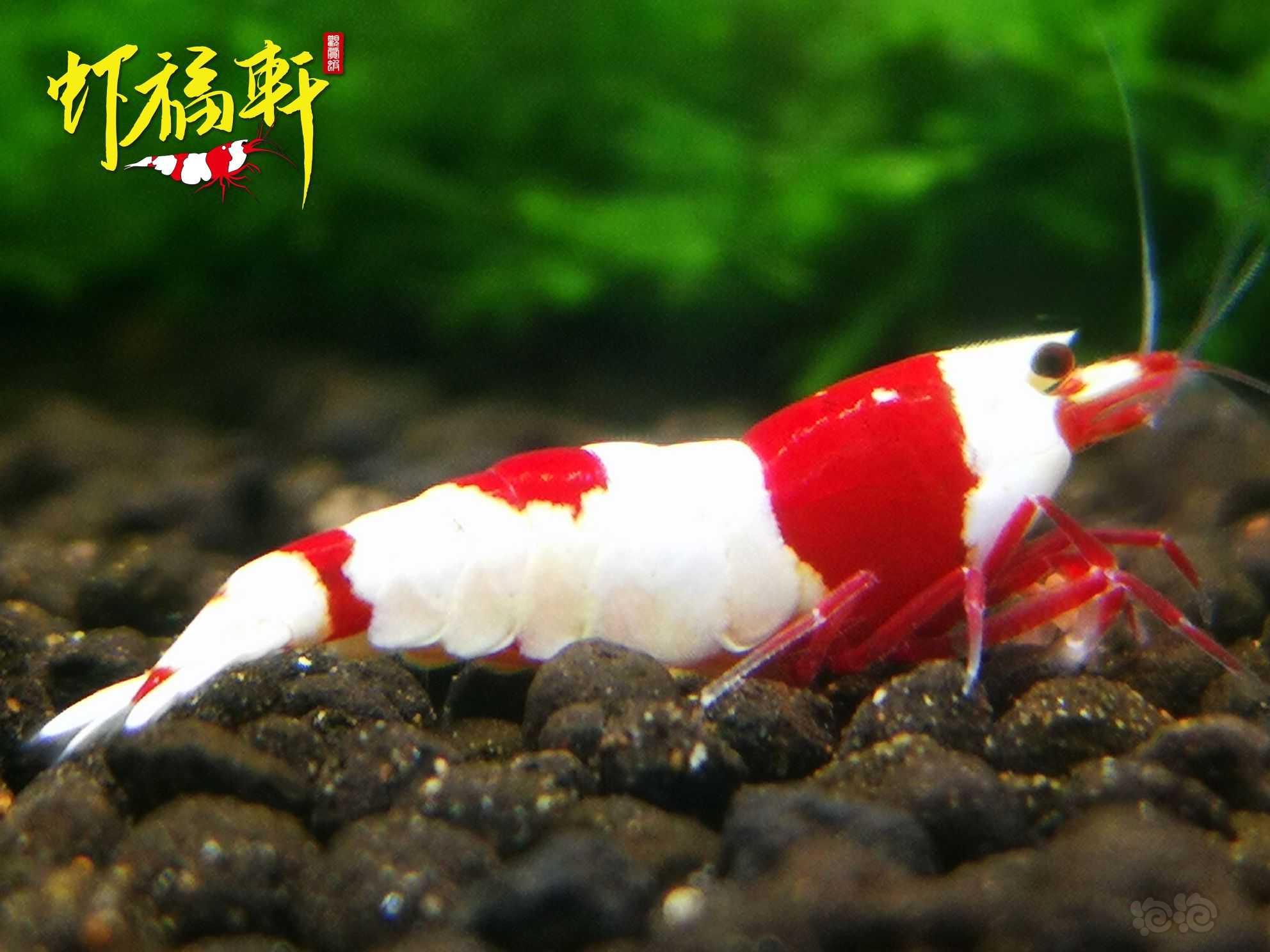 【虾】2022-06-19#RMB拍卖#品质红白2只-图2