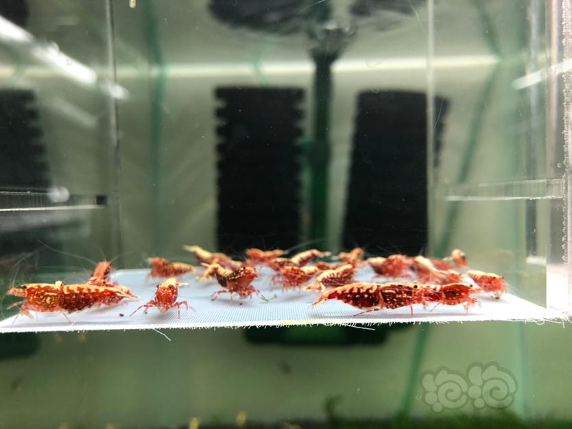 【水晶虾】出售一缸红银河星钻-图5