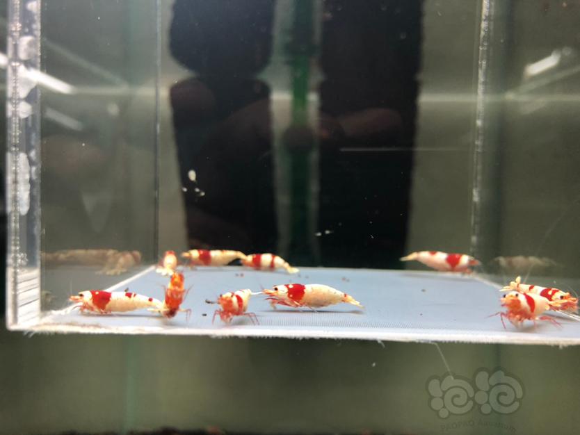 【虾】2022-6-21#RMB红白水晶母虾一份10只。-图1