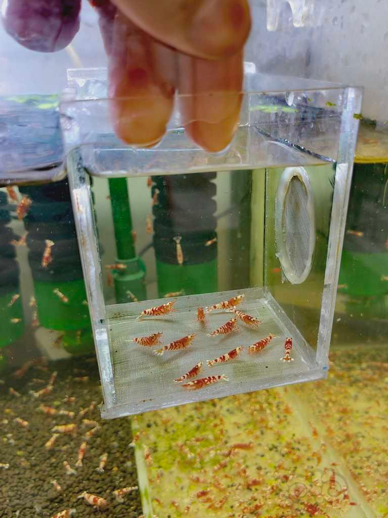 【水晶虾】出红花虎小苗-图1