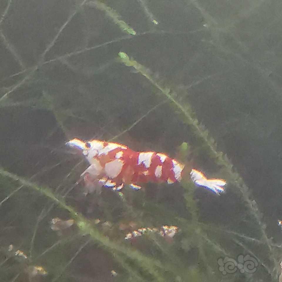 【水晶虾】红白1.5元，红花虎2元-图2