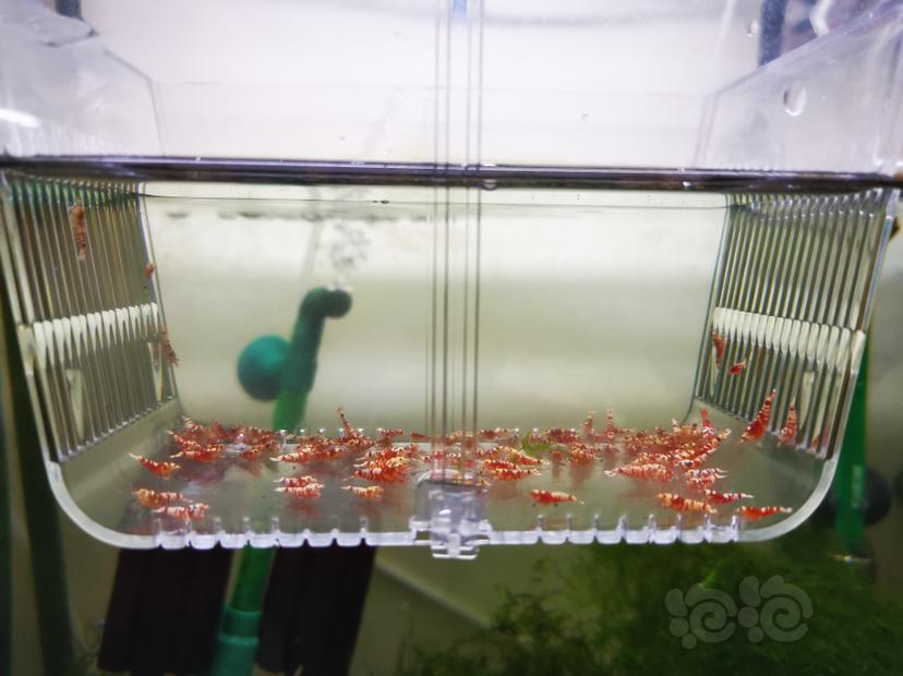 【虾】2022-06-20#RMB拍卖红花虎幼虾一组100只-图4