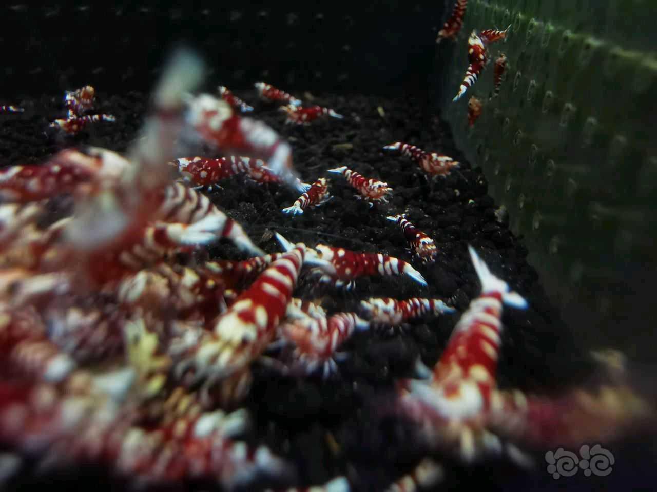 【水晶虾】实价出太极红花虎深红血统苗子-图4