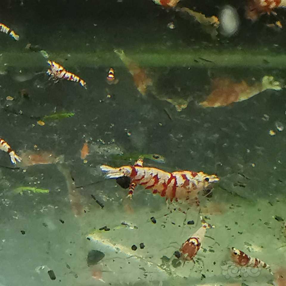 【水晶虾】红白1.5元，红花虎2元-图3