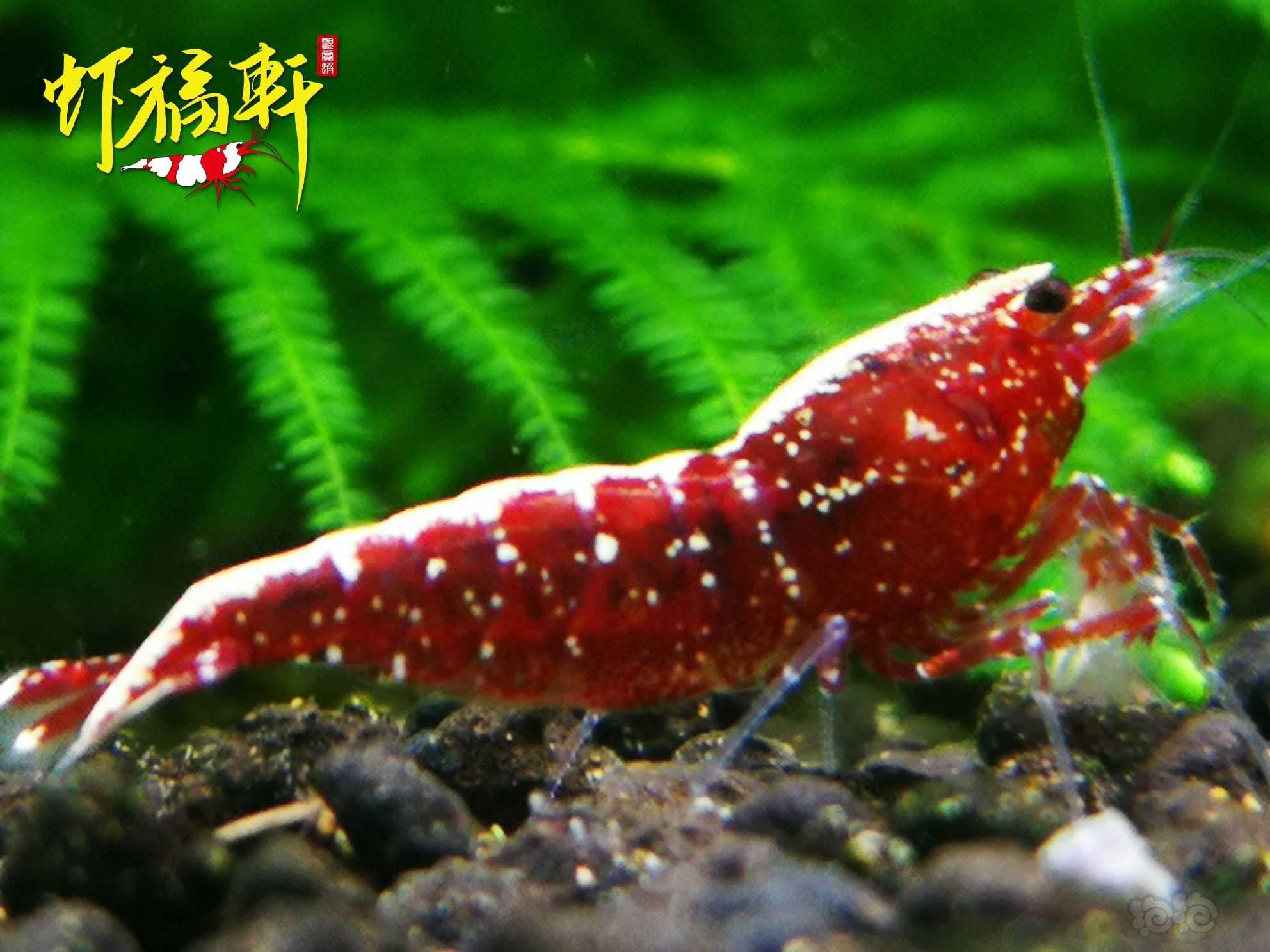 【虾】2022-06-09#RMB拍卖#红银河星钻5只-图2