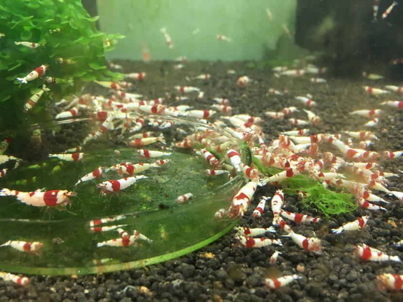 【水晶虾】红白水晶虾9毛一只-图3