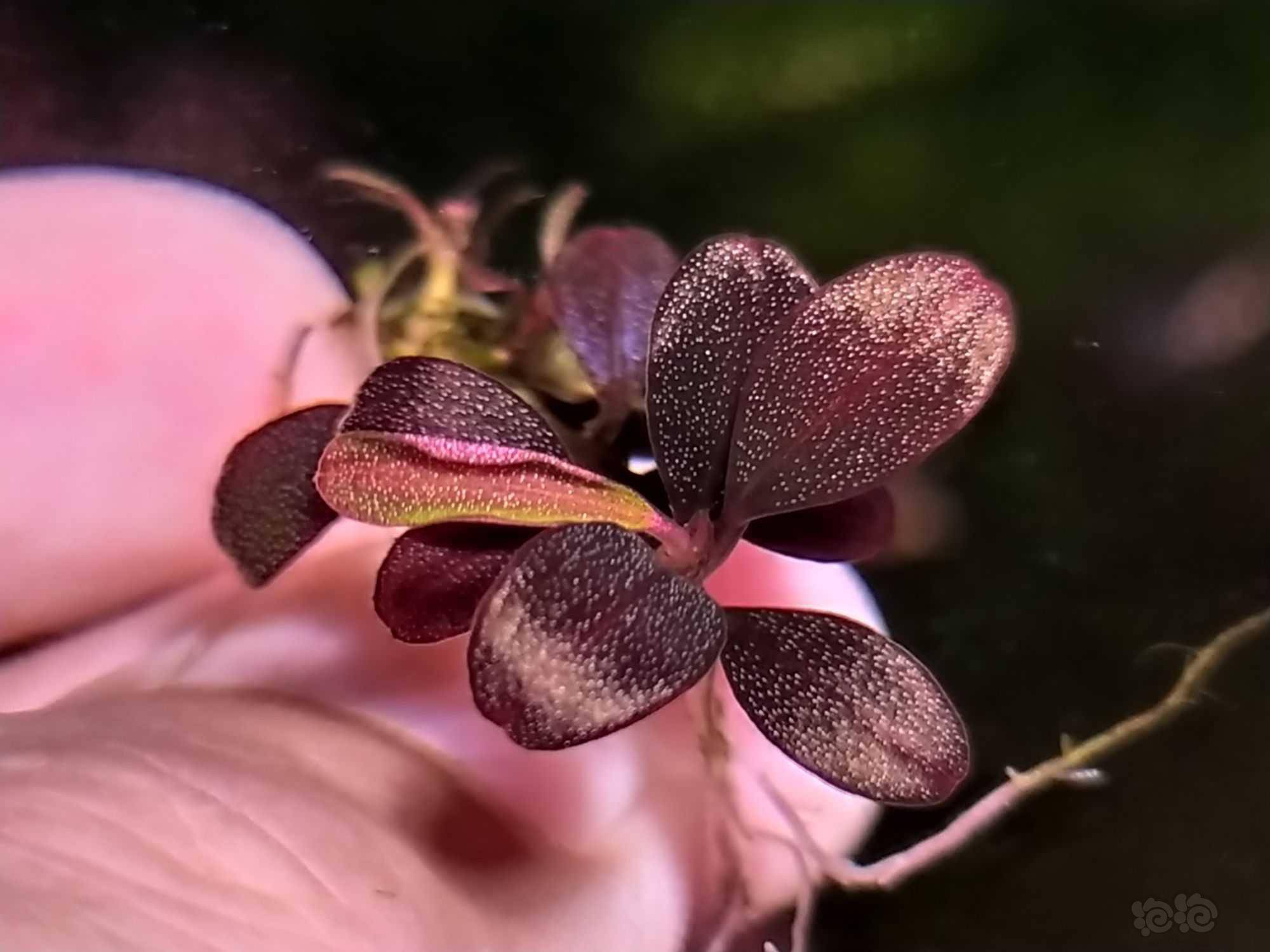 可爱的小叶子-图6