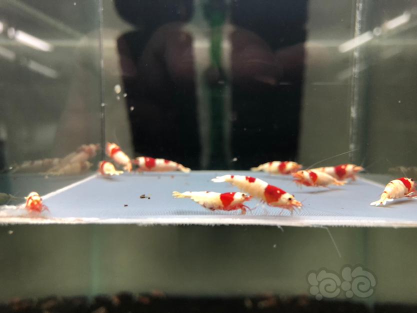【虾】2022-6-21#RMB红白水晶母虾一份10只。-图3