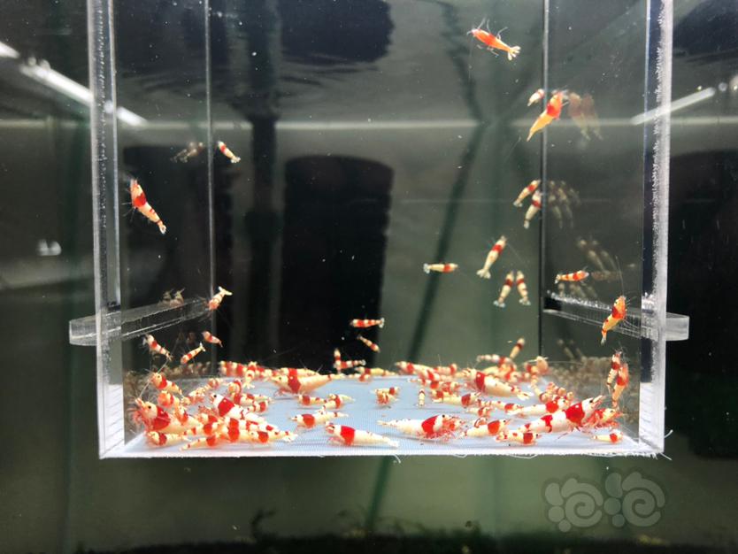 【水晶虾】出售纯血红白苗子-图2
