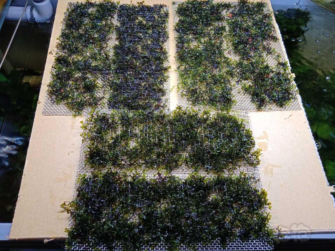 【水草】2022-6-12#RMB拍卖#翅脉蕨水草6板10x20的-图1