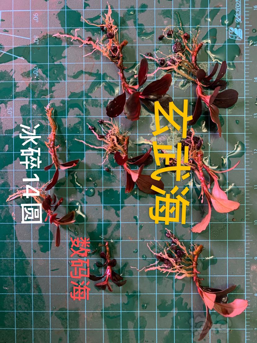 【水草】2022-07-01号#RMB拍卖#玄武，数码，冰碎圆-图9