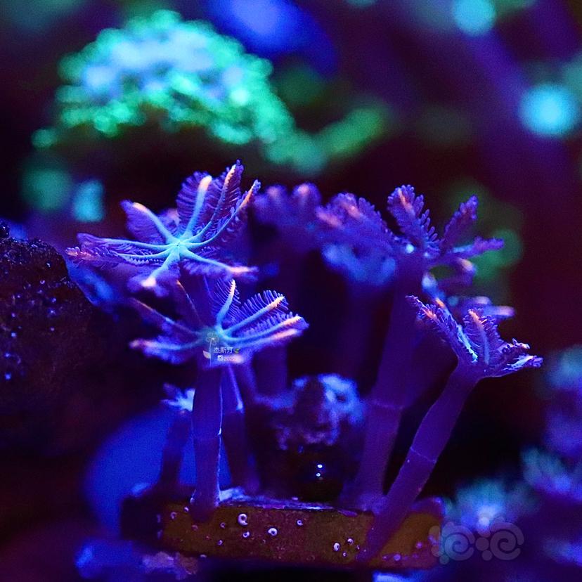 星花珊瑚-图1
