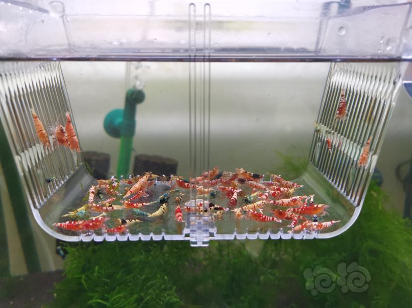 【虾】2022-06-14#RMB拍卖各种淘汰虾一组100只-图4