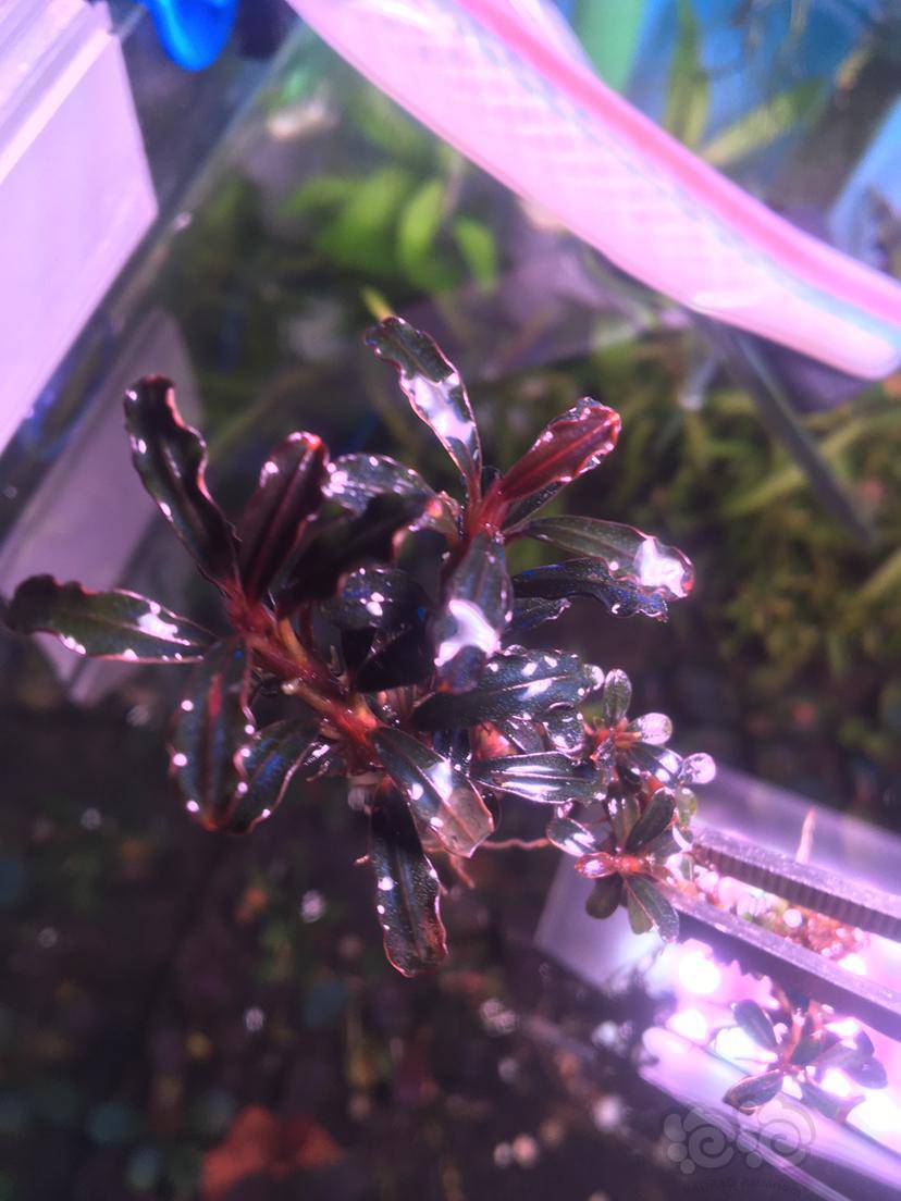 辣椒榕布朗尼幻影-图5