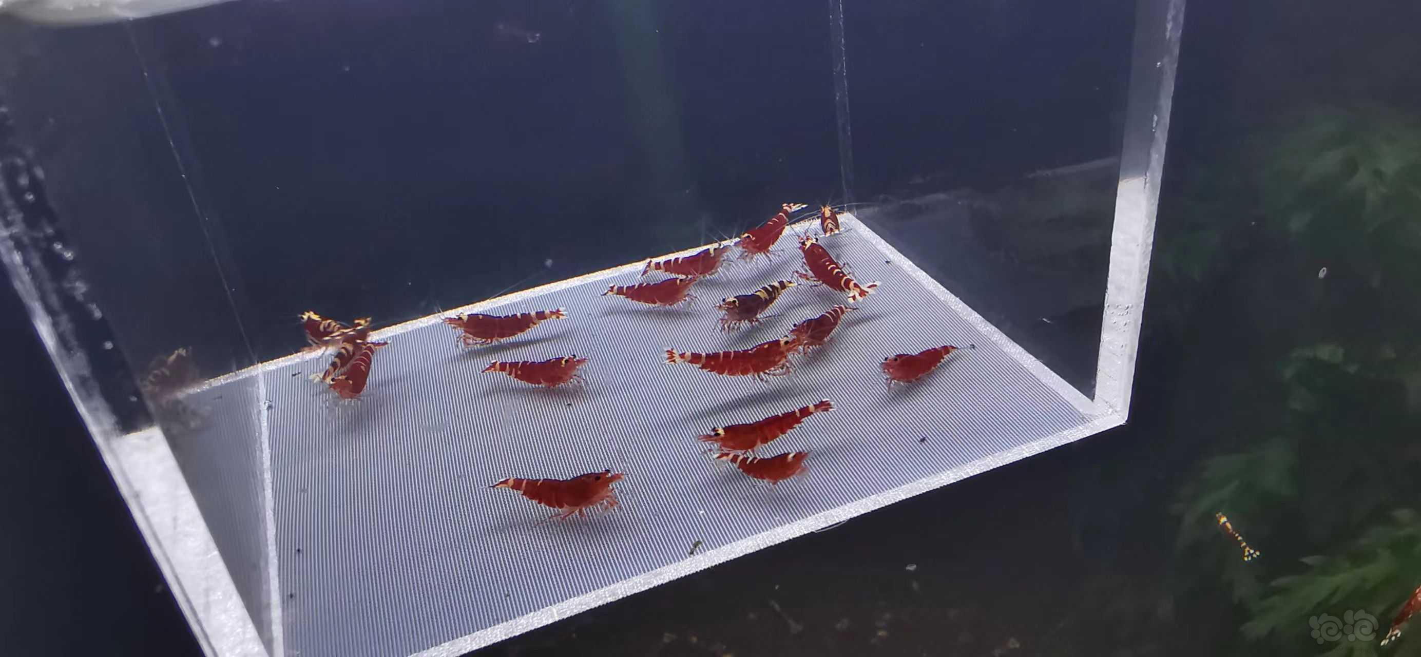 【虾】2022－06－15#RMB拍卖金属红18只-图3
