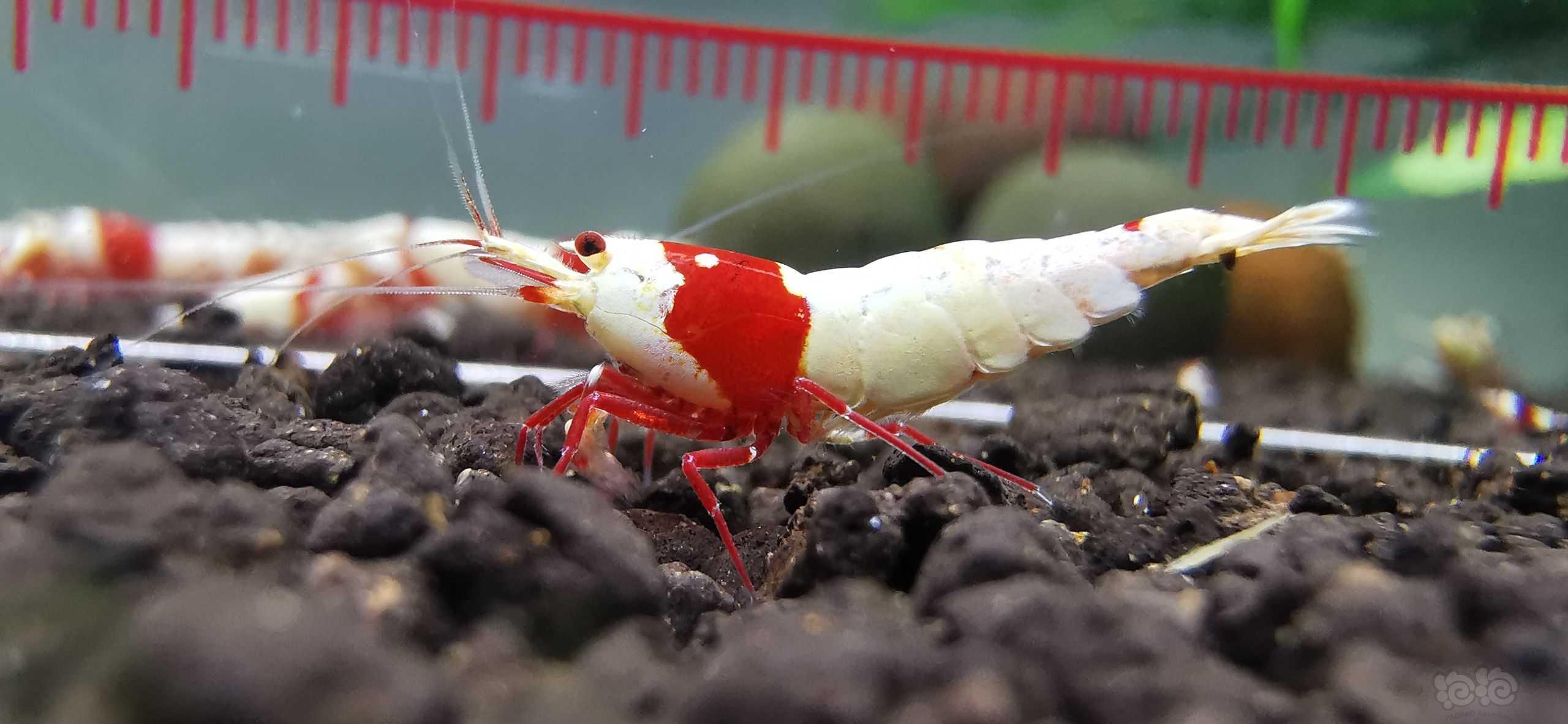【虾】2022-6-16#RMB拍卖#红白水晶虾繁殖组一份3只：-图2