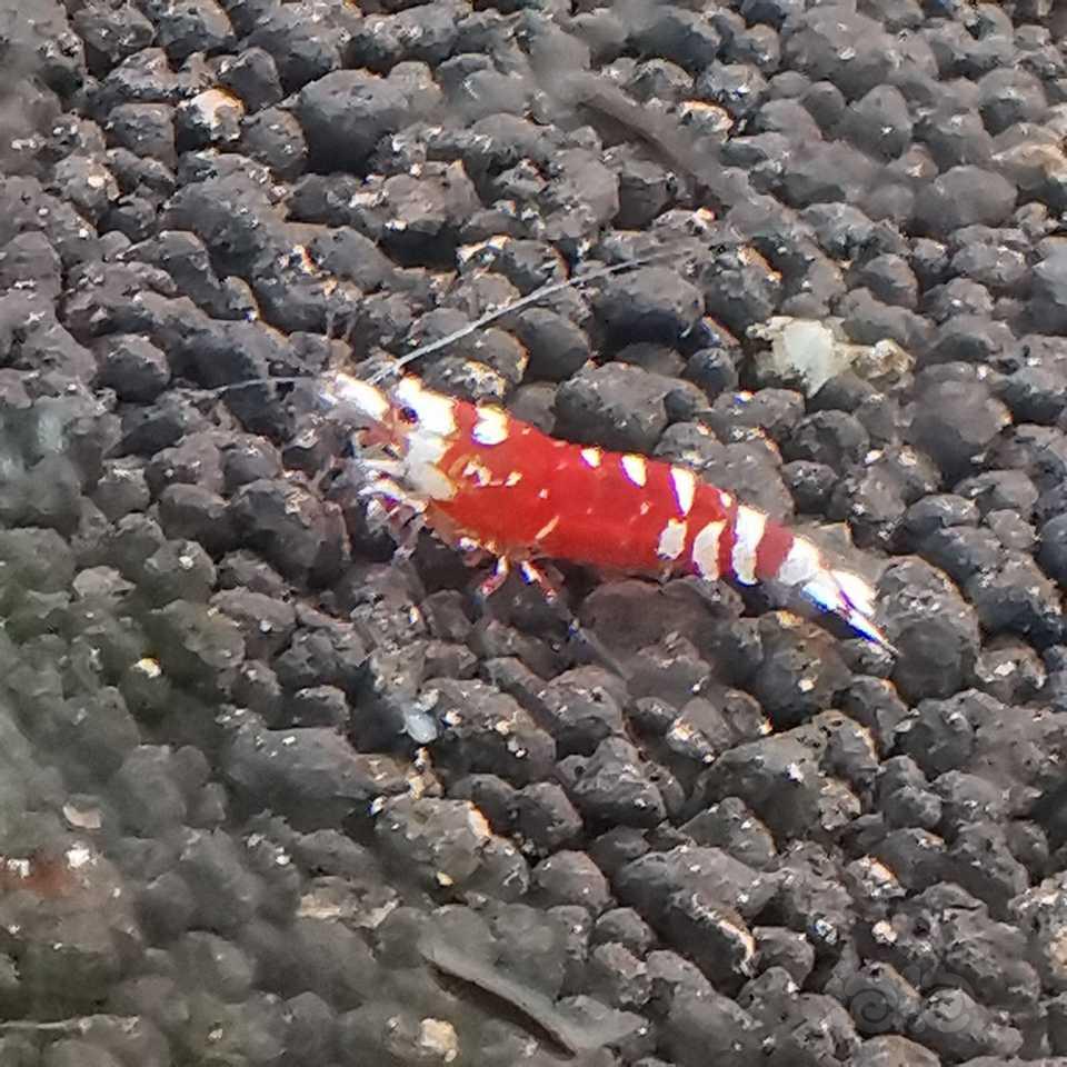 【水晶虾】红白1.5元，红花虎2元-图4