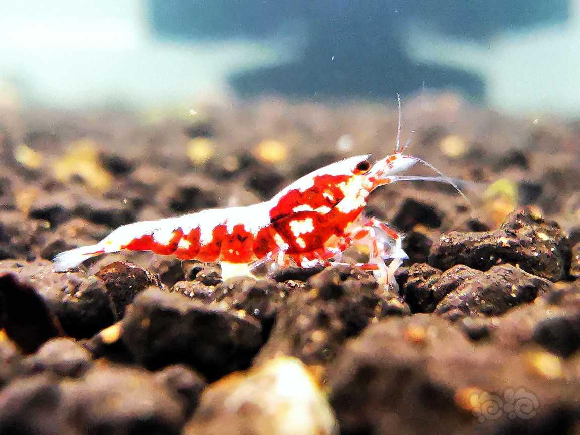 【虾】2022-06-21#RMB拍卖#红银河水晶虾8只-图6