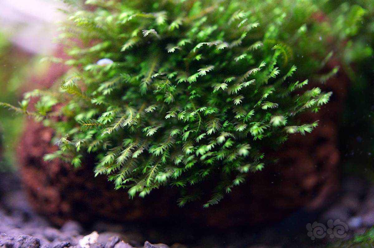 梦幻的植物志：迷你凤尾苔Fissidens sp.mini攻-图3