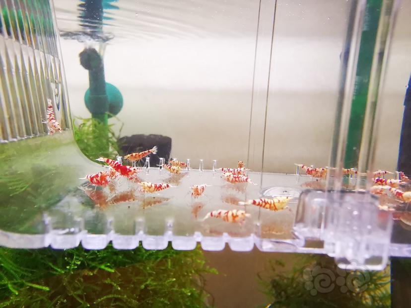 【虾】2022-06-16#RMB拍卖二线红花虎幼虾一组30只-图4