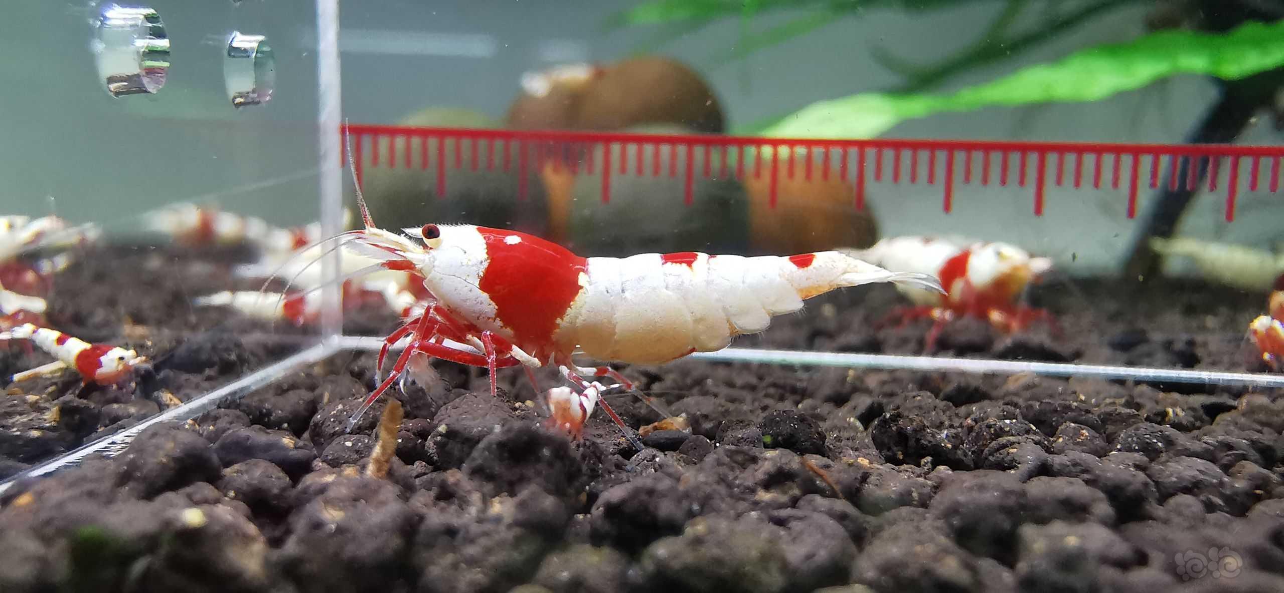 【虾】2022-6-16#RMB拍卖#红白水晶虾繁殖组一份3只：-图3