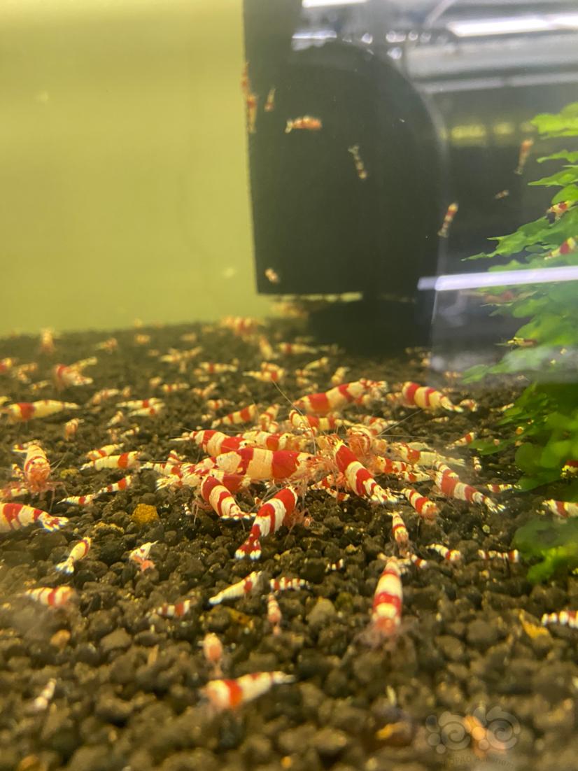 【水晶虾】红白水晶虾9毛一只-图1