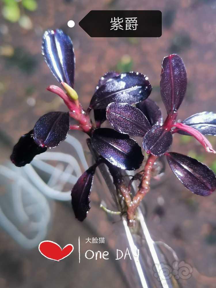 【水草】2022-06-04#RMB拍卖#紫爵辣椒榕-图1