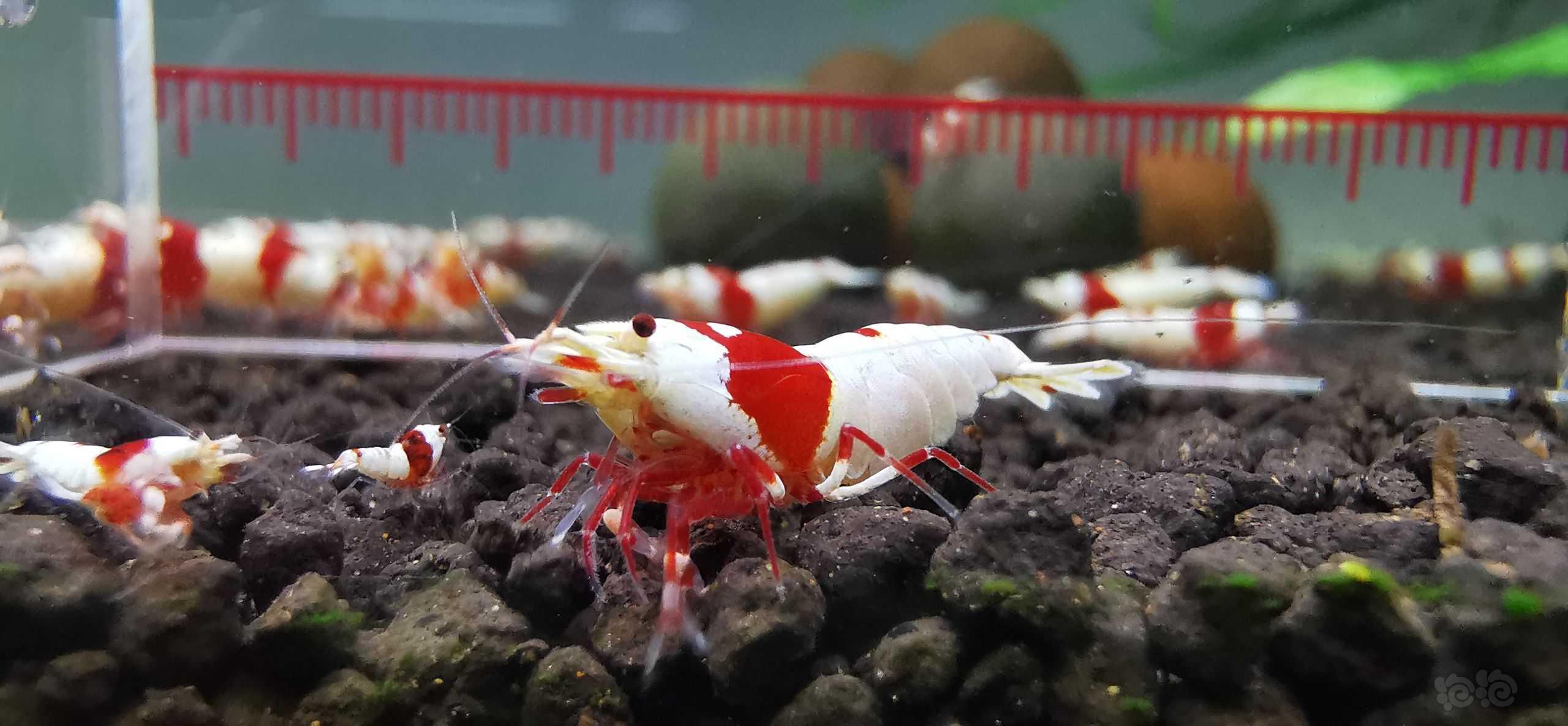 【虾】2022-6-16#RMB拍卖#红白水晶虾繁殖组一份3只：-图6
