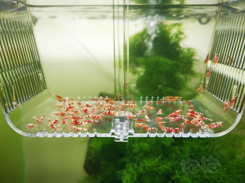 【虾】2022-06-11#RMB拍卖淘汰红花虎幼虾一组100只-图1