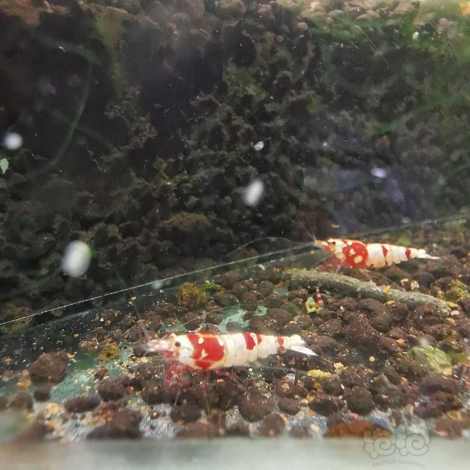 【水晶虾】红白1.5元，红花虎2元-图8