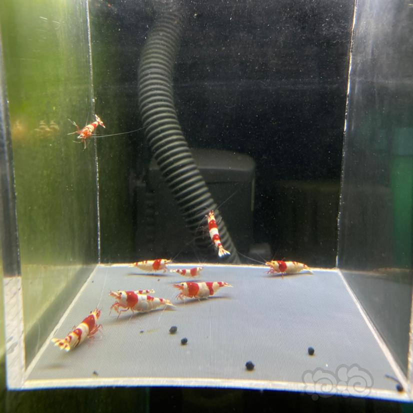 【水晶虾】红白水晶虾繁殖组八只-图1