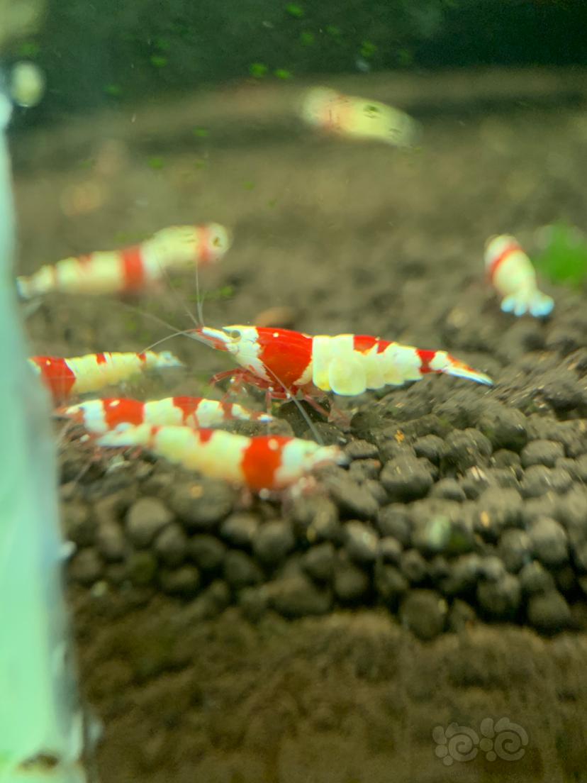 【水晶虾】出纯血红白水晶虾-图2