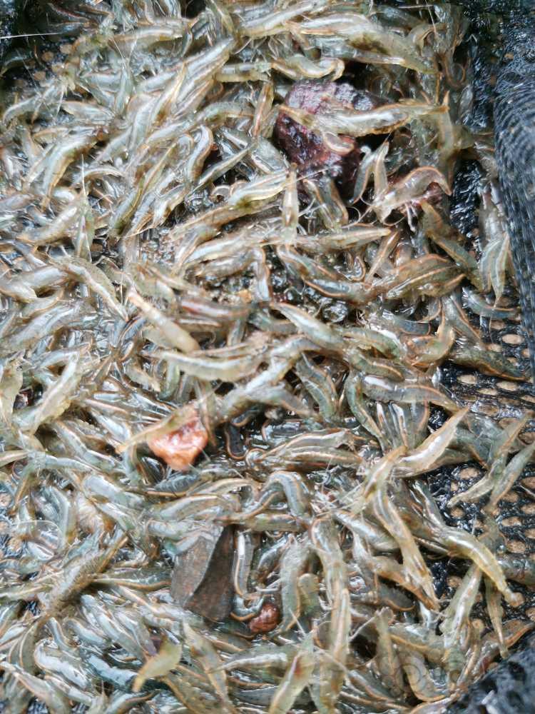 【出售】黑壳虾，定植叉，导温器-图1