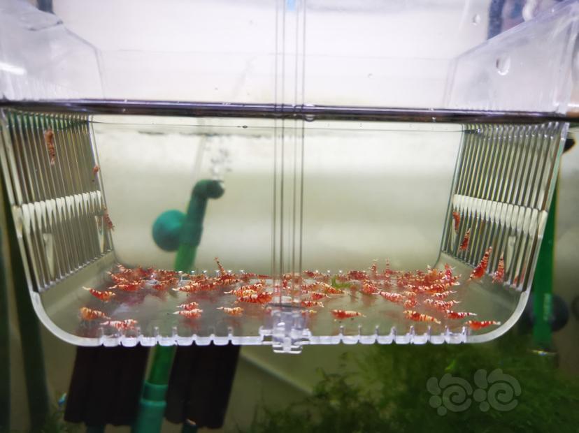 【虾】2022-06-20#RMB拍卖红花虎幼虾一组100只-图3
