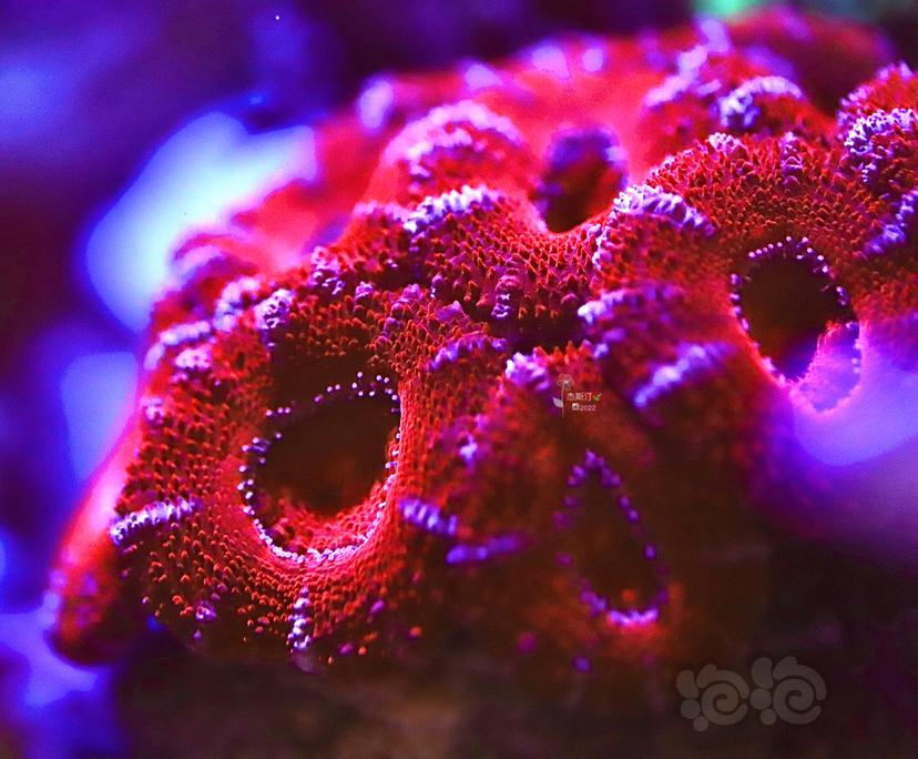 美丽的红色脑珊瑚-图3