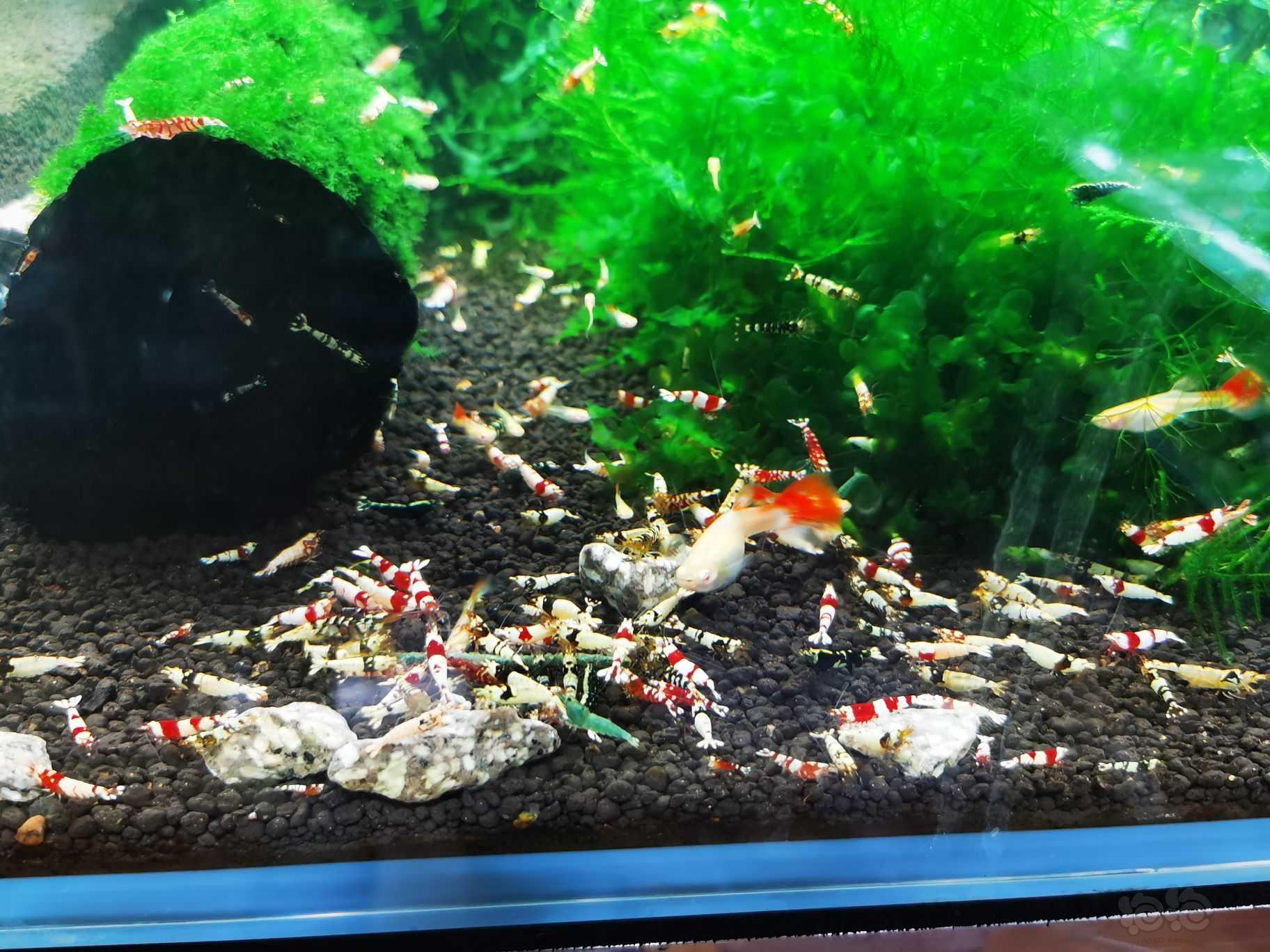 【水晶虾】一缸子300多个红白红花虎黑花虎 基本都是新成大虾 非老虾-图2
