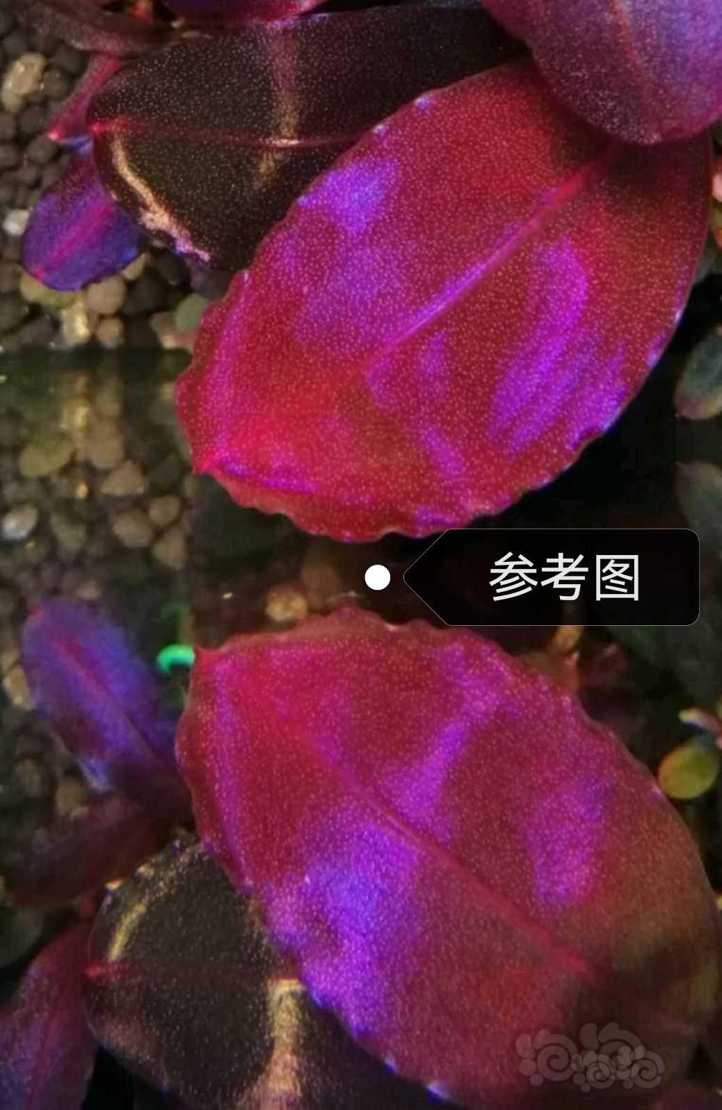 【水草】2022-07-25#RMB拍卖#拍卖辣椒榕一颗-图3