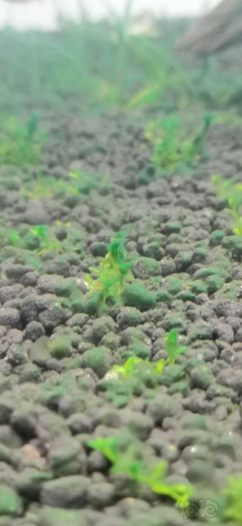 这个是蓝绿藻吗？-图1